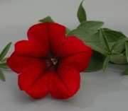 Petunia Surfinia Table Dark Red